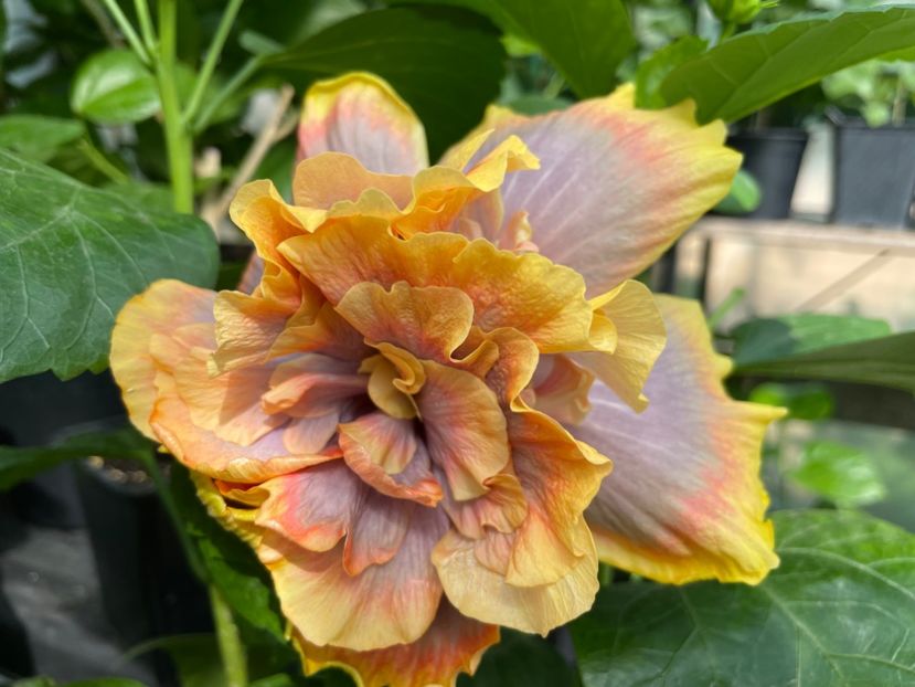  - 0006 - Hibiscusi 2025 - 2