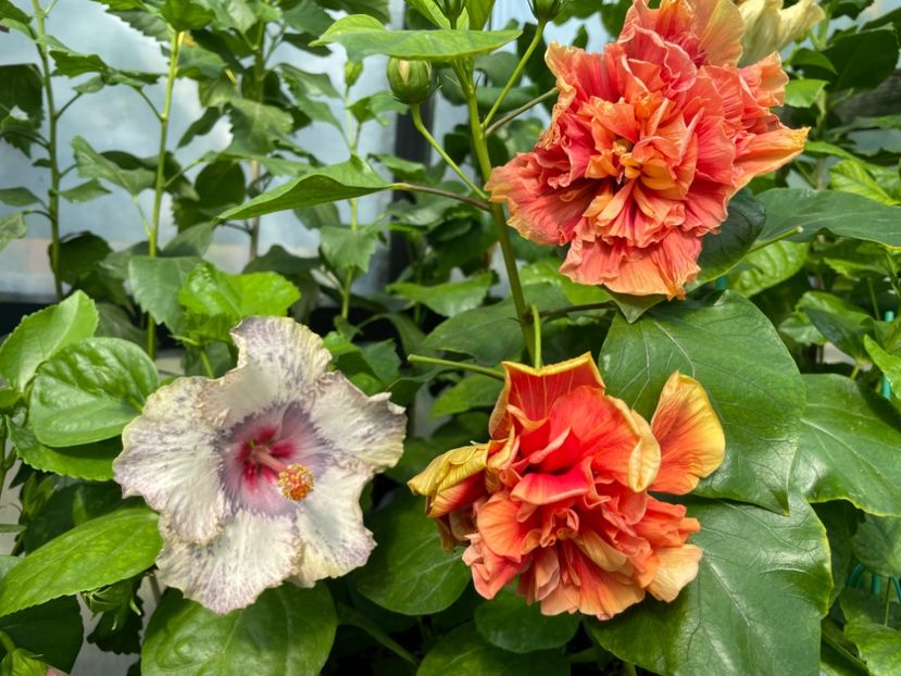  - 0006 - Hibiscusi 2025 - 2