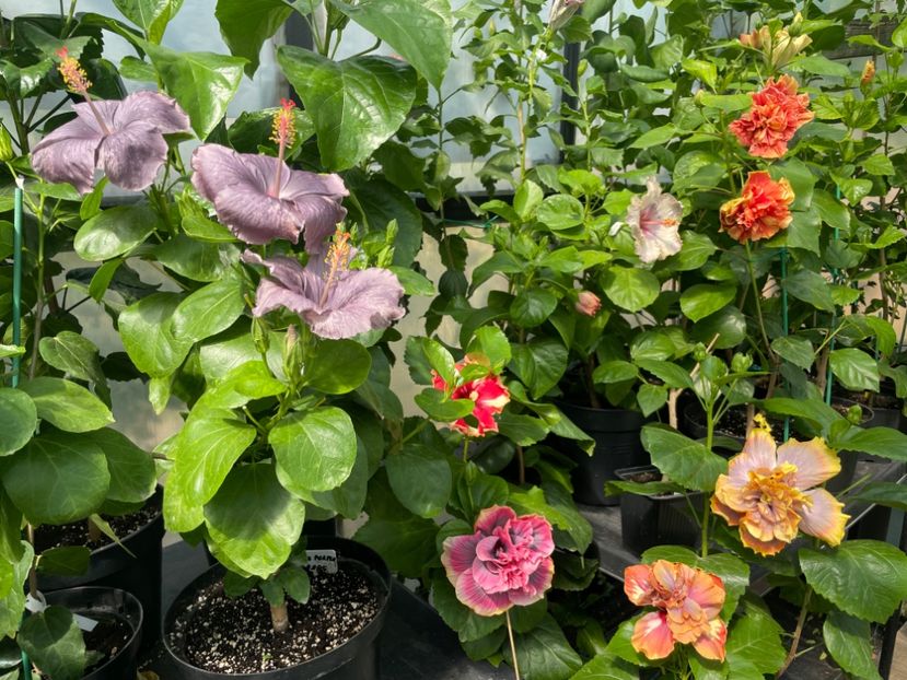  - 0006 - Hibiscusi 2025 - 2
