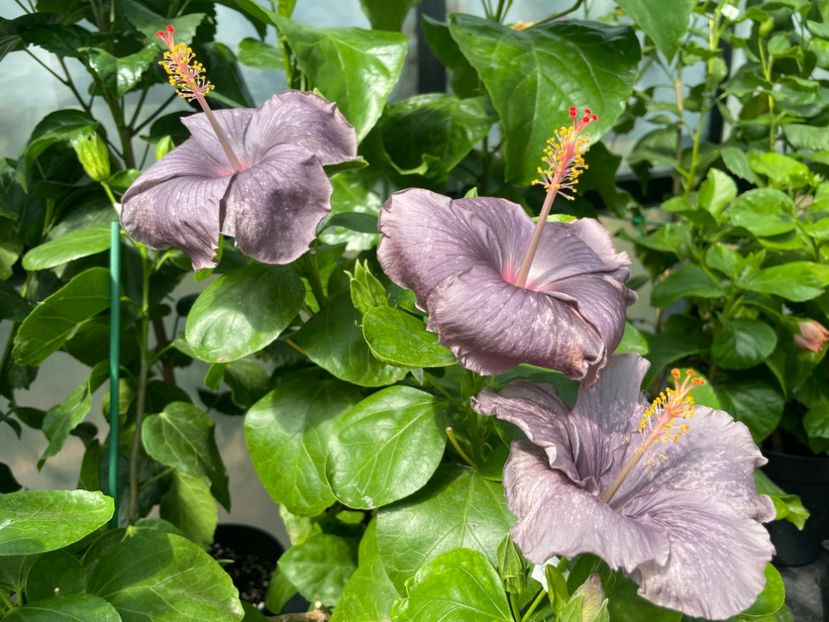  - 0006 - Hibiscusi 2025 - 2