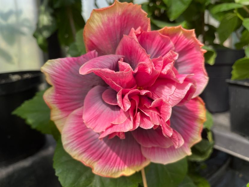  - 0006 - Hibiscusi 2025 - 2