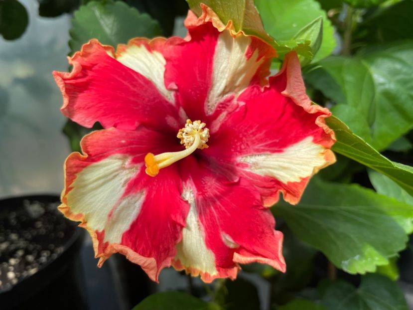  - 0006 - Hibiscusi 2025 - 2