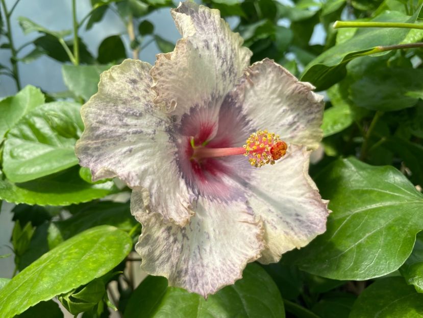  - 0006 - Hibiscusi 2025 - 2