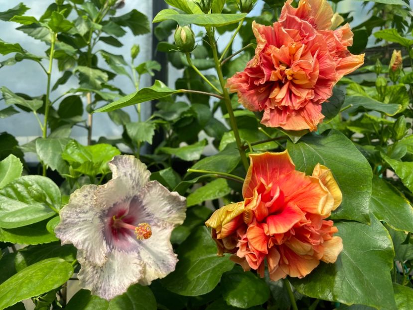  - 0006 - Hibiscusi 2025 - 2