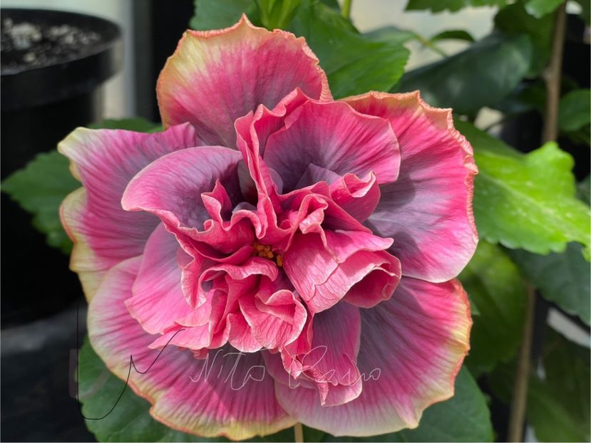  - 0006 - Hibiscusi 2025 - 2