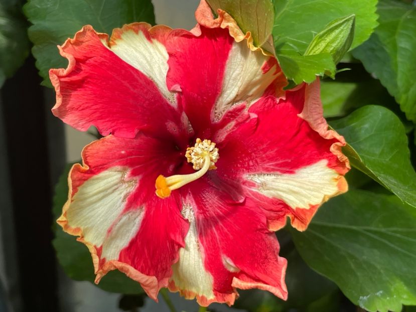  - 0006 - Hibiscusi 2025 - 2