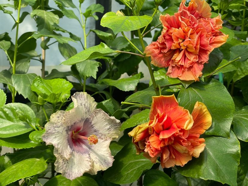  - 0006 - Hibiscusi 2025 - 2