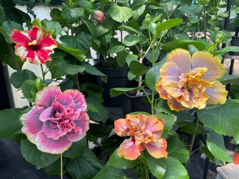  - 0006 - Hibiscusi 2025 - 2