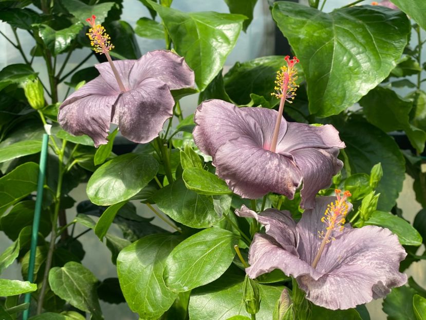  - 0006 - Hibiscusi 2025 - 2