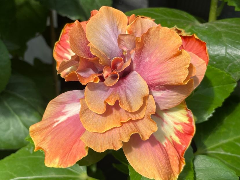  - 0006 - Hibiscusi 2025 - 2