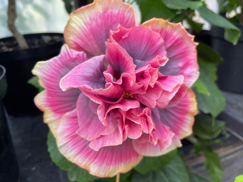  - 0006 - Hibiscusi 2025 - 2