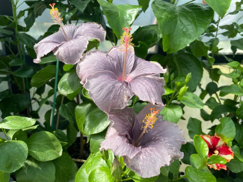  - 0006 - Hibiscusi 2025 - 2