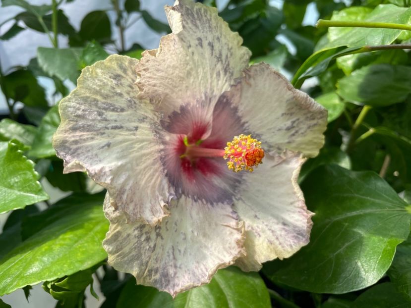  - 0006 - Hibiscusi 2025 - 2