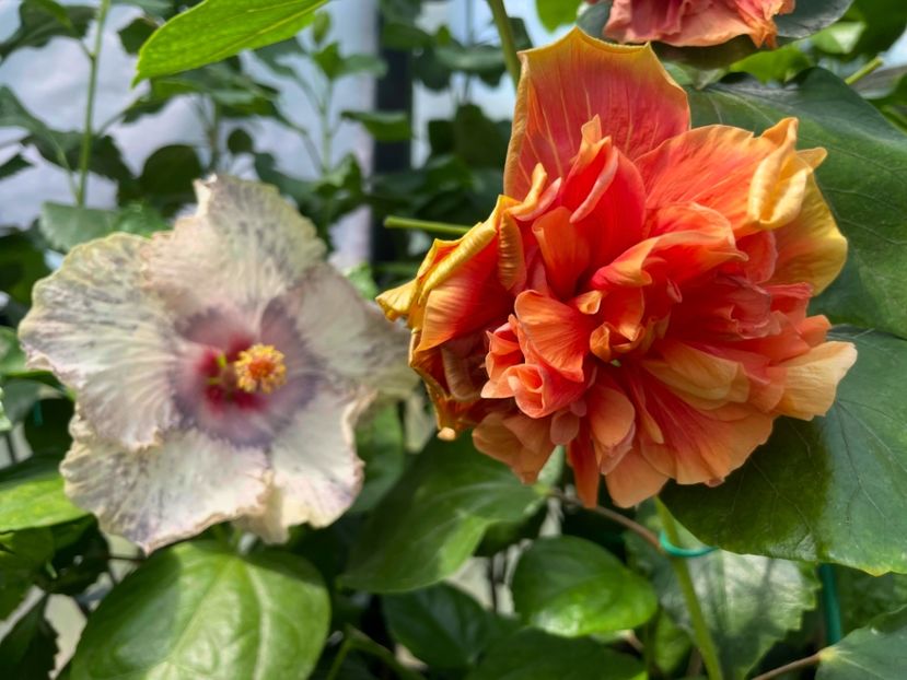  - 0006 - Hibiscusi 2025 - 2