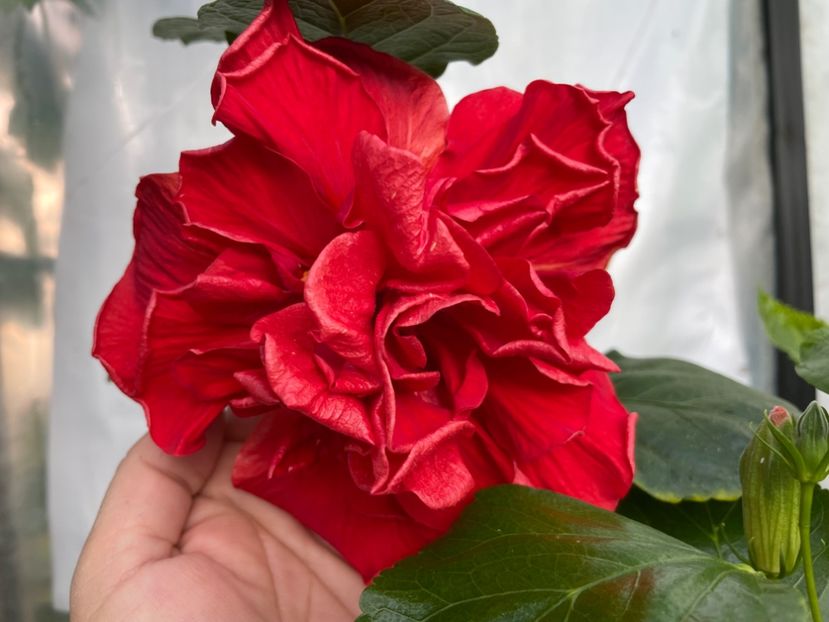  - 0006 - Hibiscusi 2025 - 2