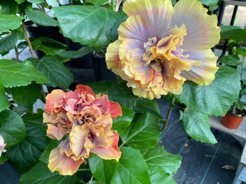  - 0006 - Hibiscusi 2025 - 2