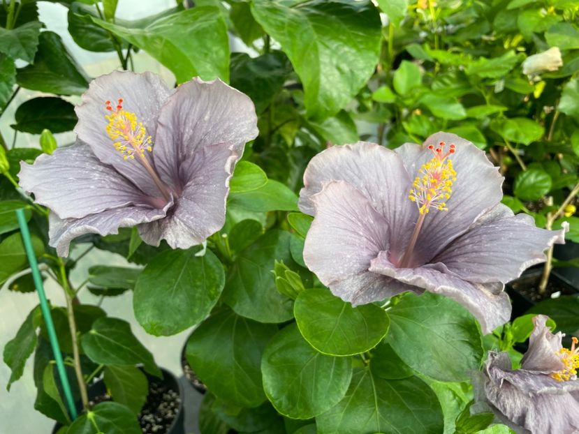  - 0006 - Hibiscusi 2025 - 2