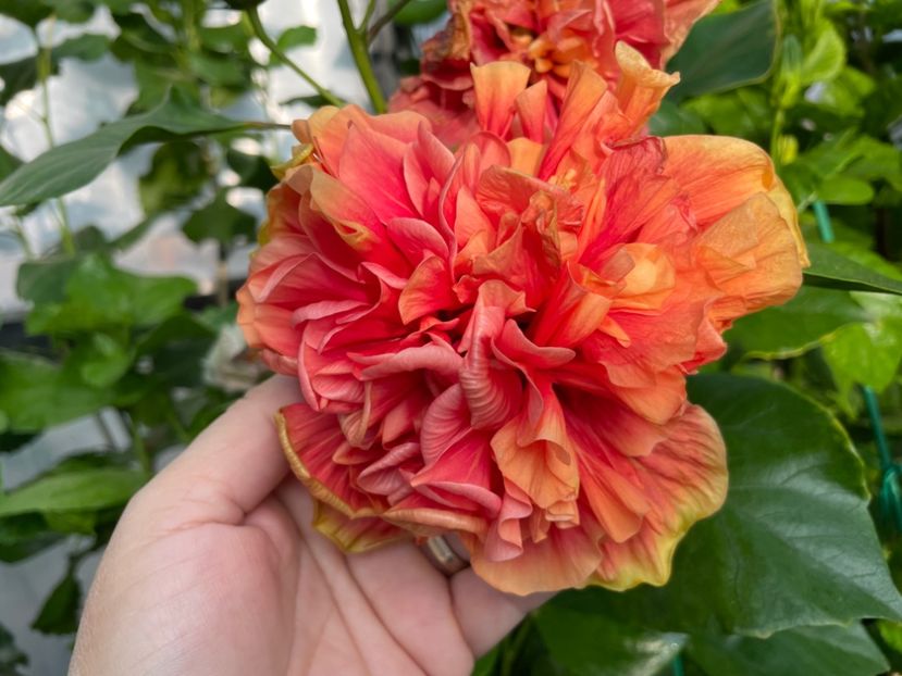  - 0006 - Hibiscusi 2025 - 2