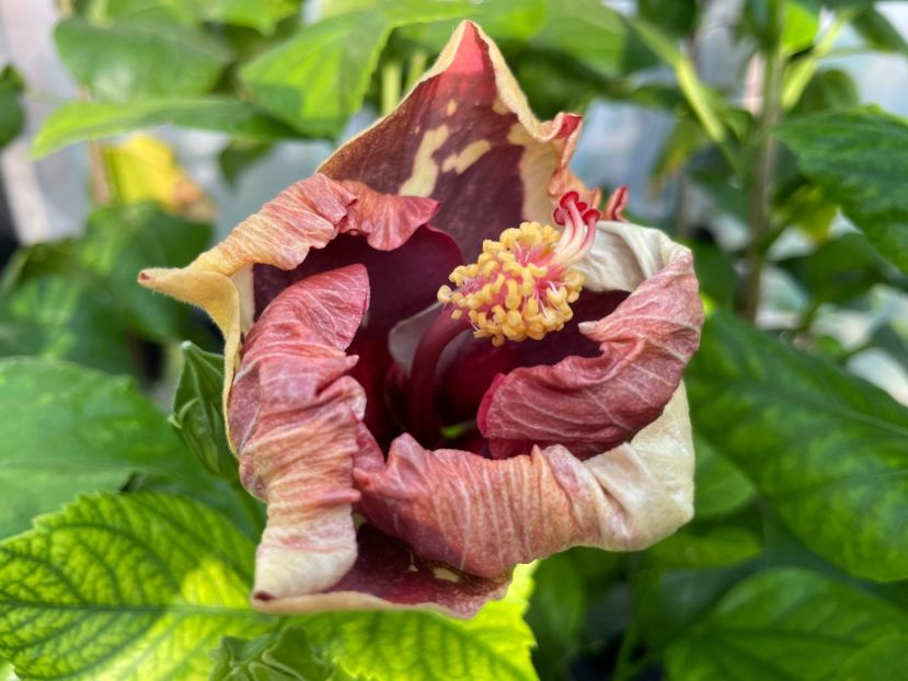  - 0006 - Hibiscusi 2025 - 2