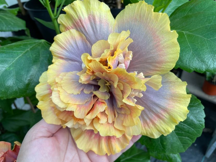  - 0006 - Hibiscusi 2025 - 2