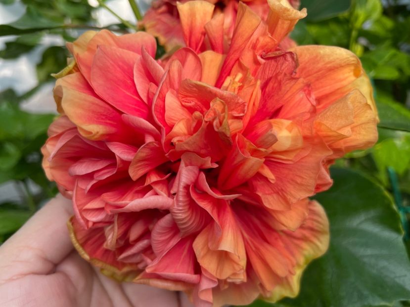  - 0006 - Hibiscusi 2025 - 2