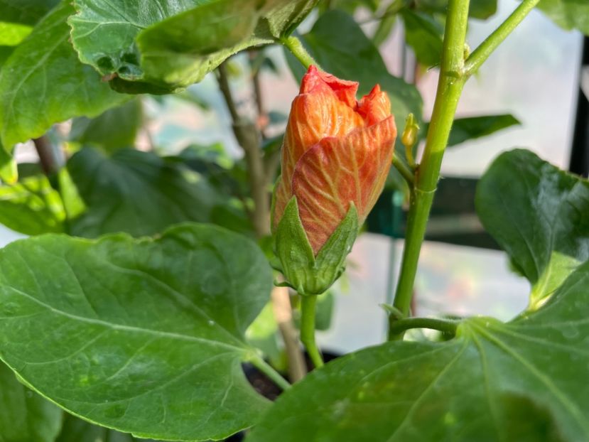  - 0006 - Hibiscusi 2025 - 2