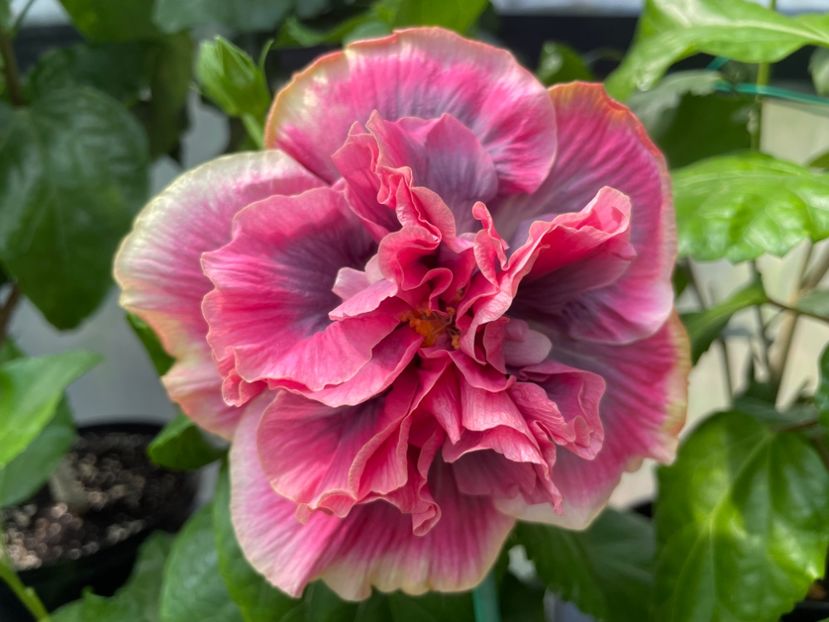  - 0006 - Hibiscusi 2025 - 2