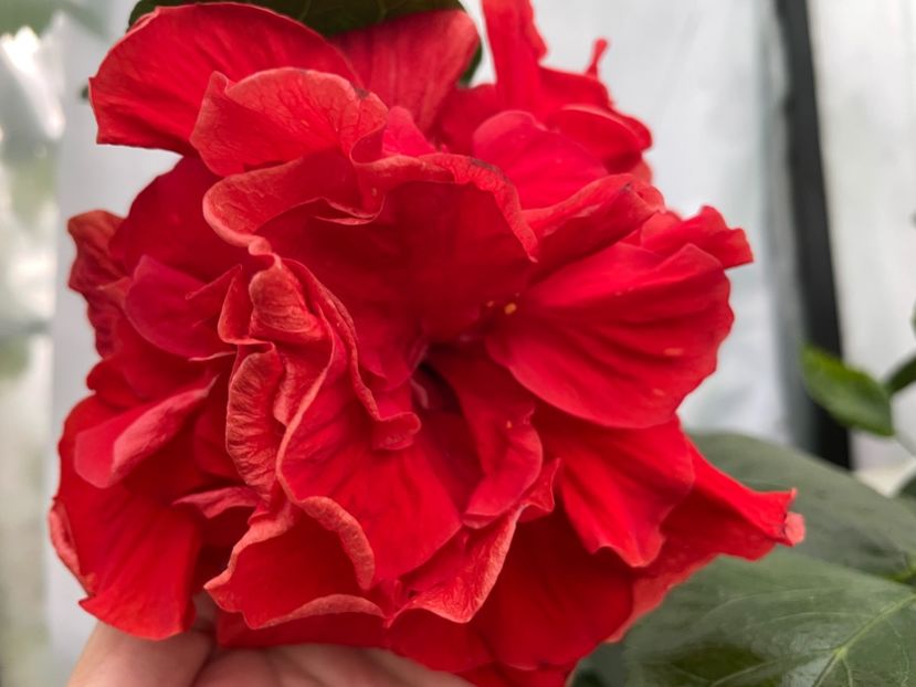  - 0006 - Hibiscusi 2025 - 2