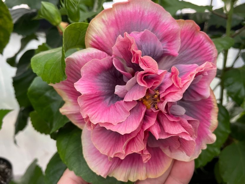  - 0006 - Hibiscusi 2025 - 2