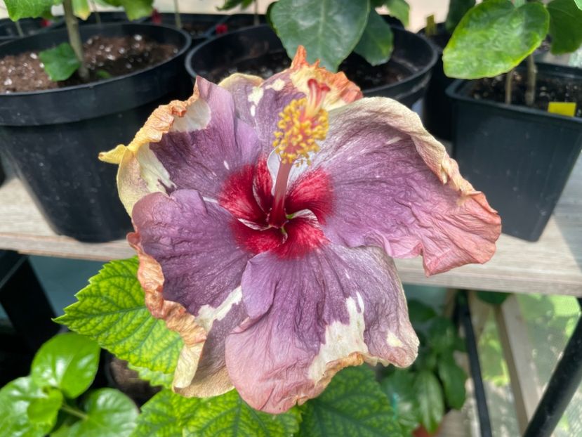  - 0006 - Hibiscusi 2025 - 2