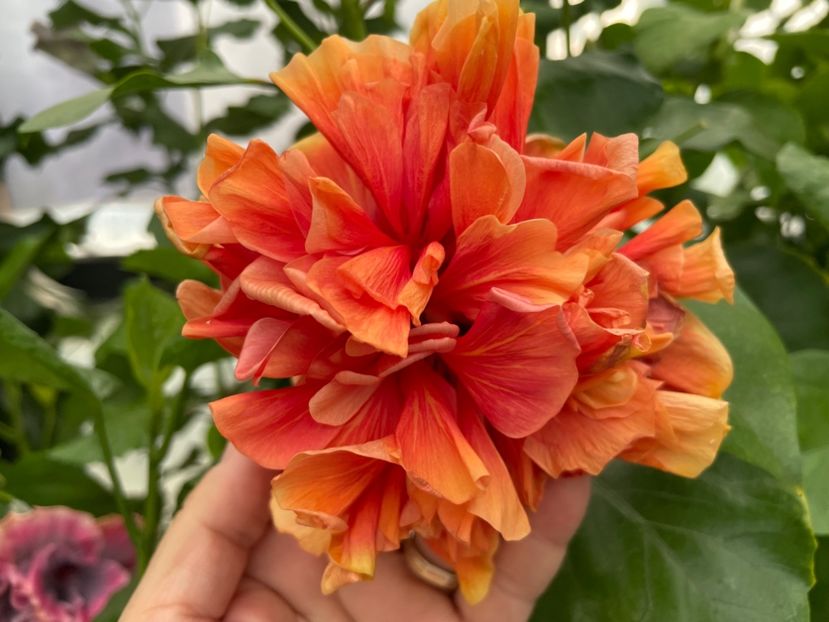  - 0006 - Hibiscusi 2025 - 2