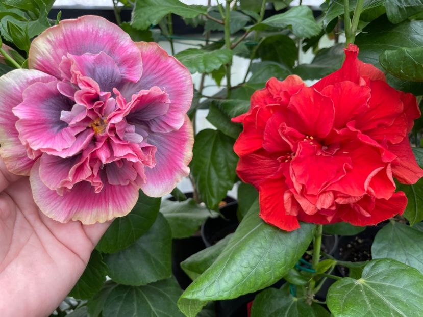  - 0006 - Hibiscusi 2025 - 2