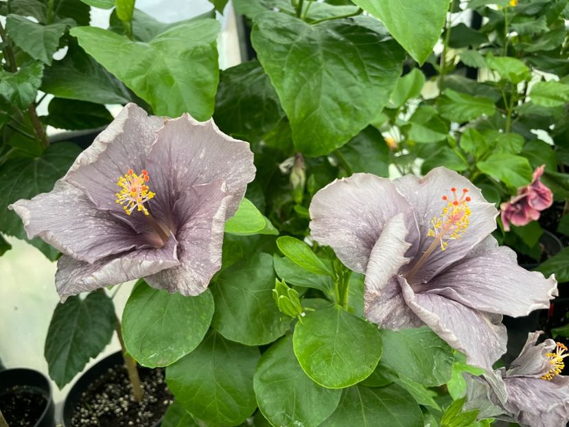  - 0006 - Hibiscusi 2025 - 2