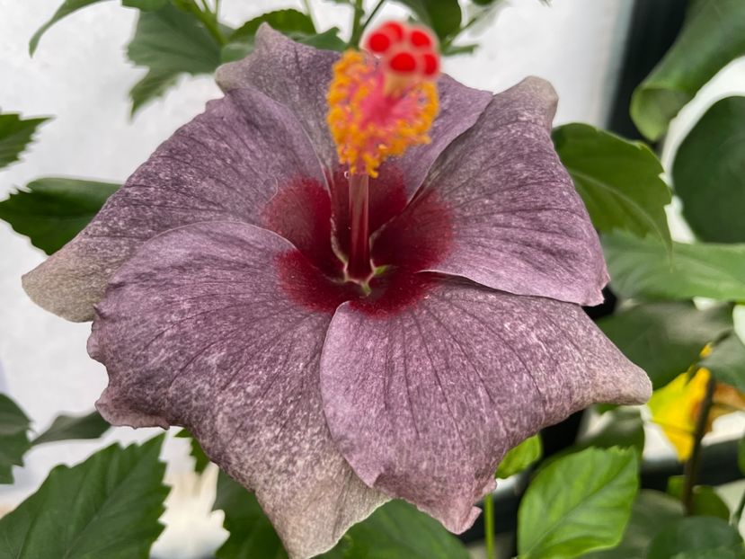  - 0006 - Hibiscusi 2025 - 2