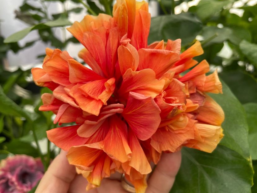  - 0006 - Hibiscusi 2025 - 2