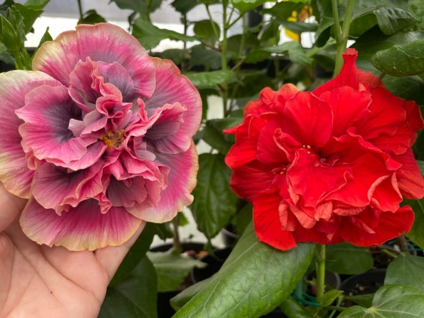  - 0006 - Hibiscusi 2025 - 2