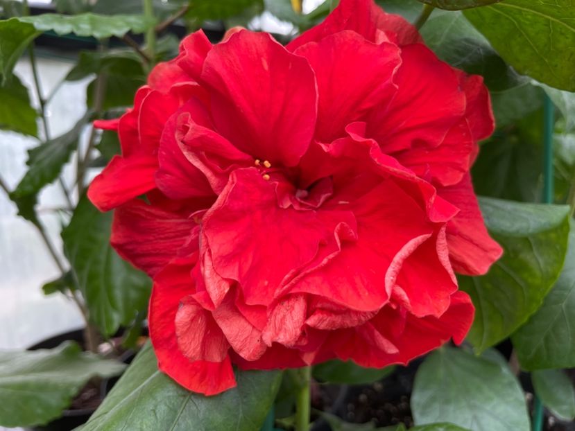  - 0006 - Hibiscusi 2025 - 2