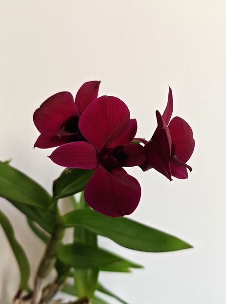  - Dendrobium phalaenopsis