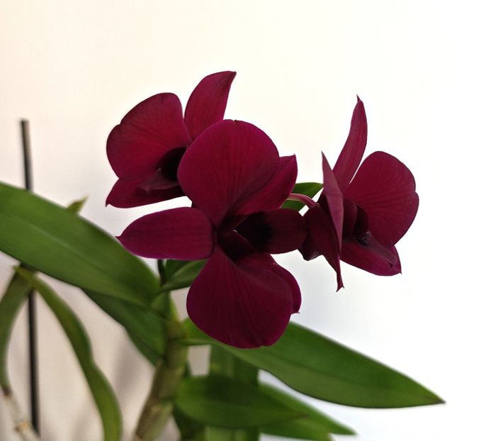  - Dendrobium phalaenopsis
