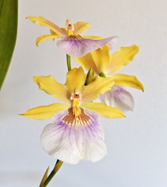  - Miltonia