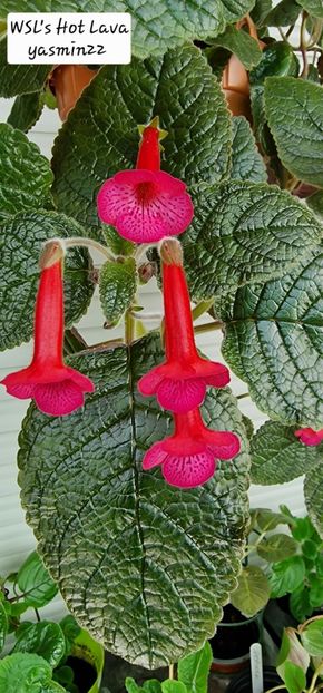 30.08.2025 - Sinningia 2o25