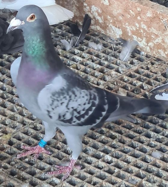  - Nu îmi aparțin 10