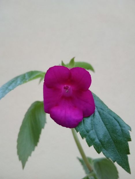 BriDs 37m - - - - 2025