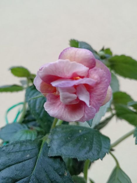 Abendrot - - - - 2025