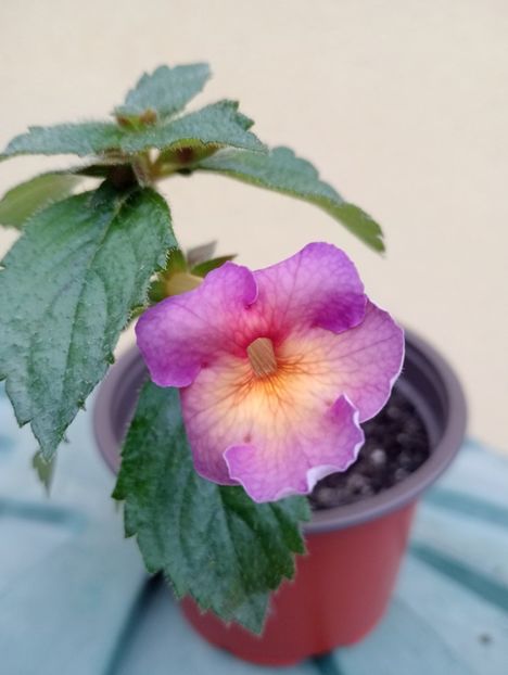 BriDs Zuleika - - - - 2025