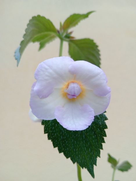 BriDs Nadin - - - - 2025