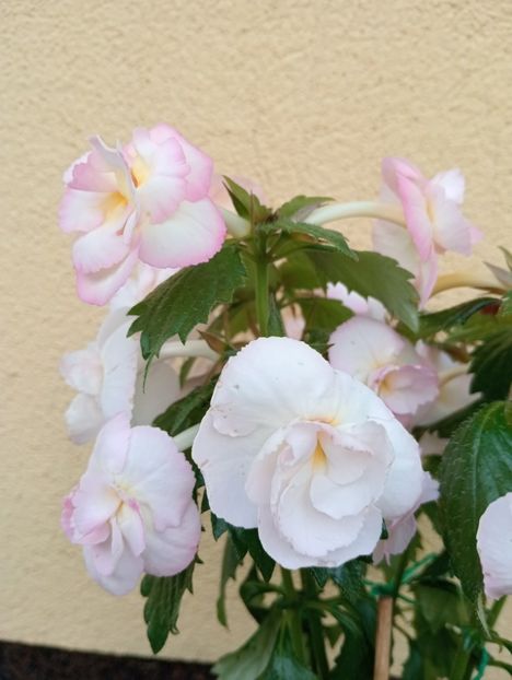  - Vi 25 - BriDs Antonina