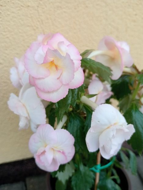  - Vi 25 - BriDs Antonina