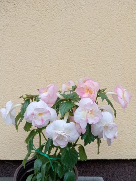  - Vi 25 - BriDs Antonina