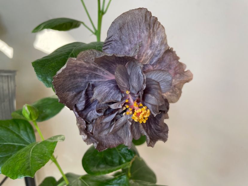  - DPs Black Treasure
